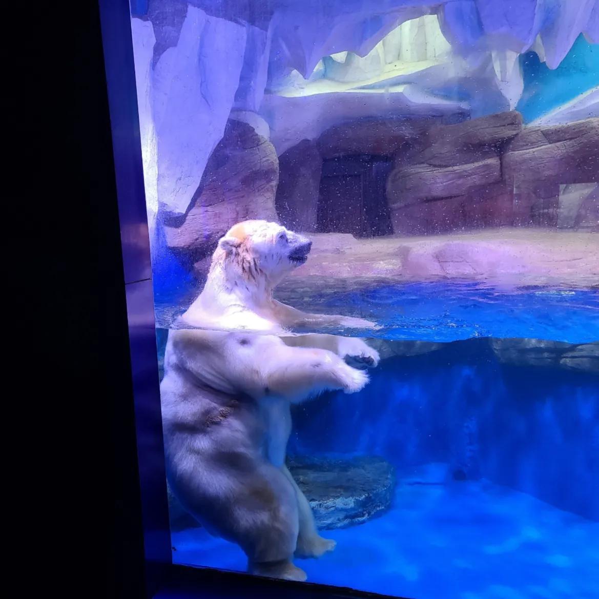 抚顺海洋极地馆亲子攻略,抚顺皇家极地海洋世界亲子游