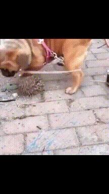 搞笑gif狗子我为这个家操碎了心,搞笑gif图片狗子都开始学坏了