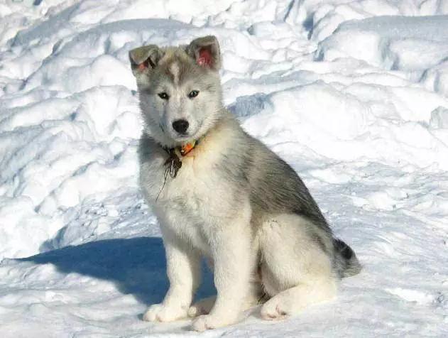 45种狗狗,45种狗类