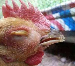 鸡头肿大睁不开眼是什么病,鸡头眼肿发黑是什么病