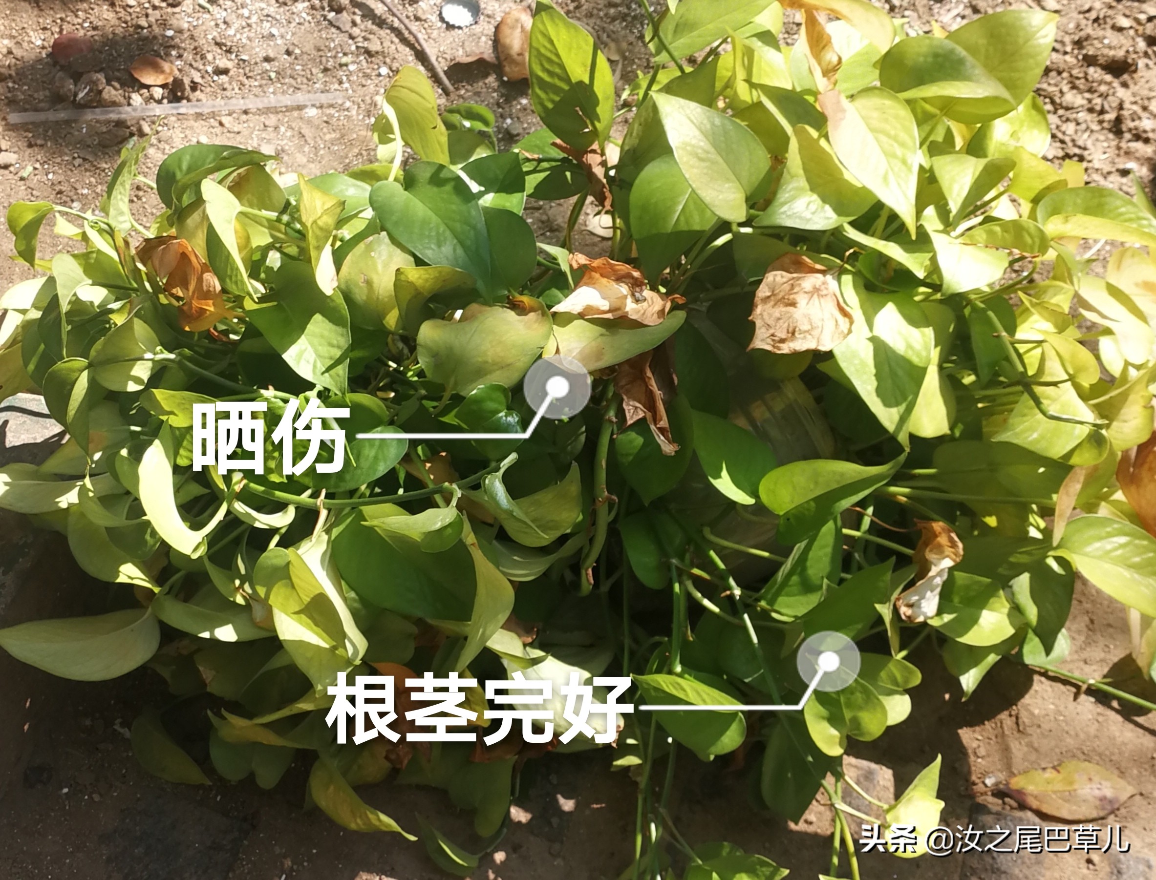 绿萝叶子发黄要怎么补救,绿萝叶子发黄怎么补救一下呢