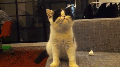 猫咪哪种打喷嚏情况需要注意,猫咪打喷嚏需要注意什么