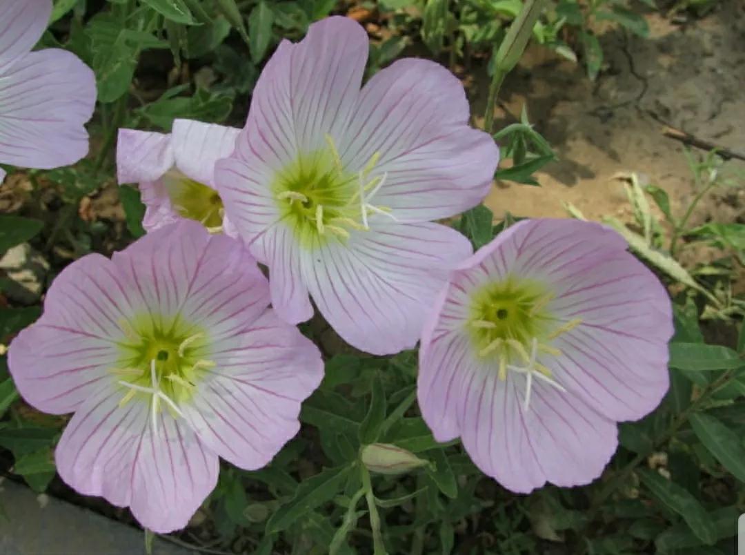 奇葩造型花：头上长草，心中有鬼，白月光。白天不开你非要晚上开