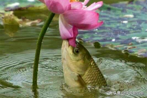 钓草鱼最快的方法串钩钓浮,用串钩钓草鱼哪个方法最好