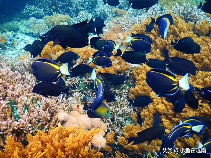 2018越南芽庄旅游攻略,越南芽庄旅游好玩吗