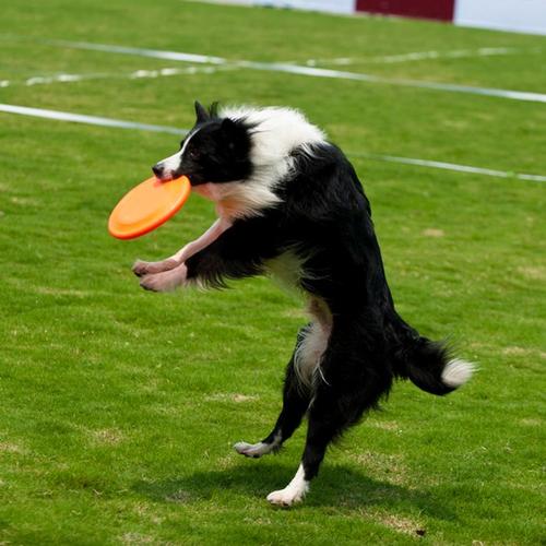 边牧不训练会不会成傻狗,边牧犬为什么不建议养成