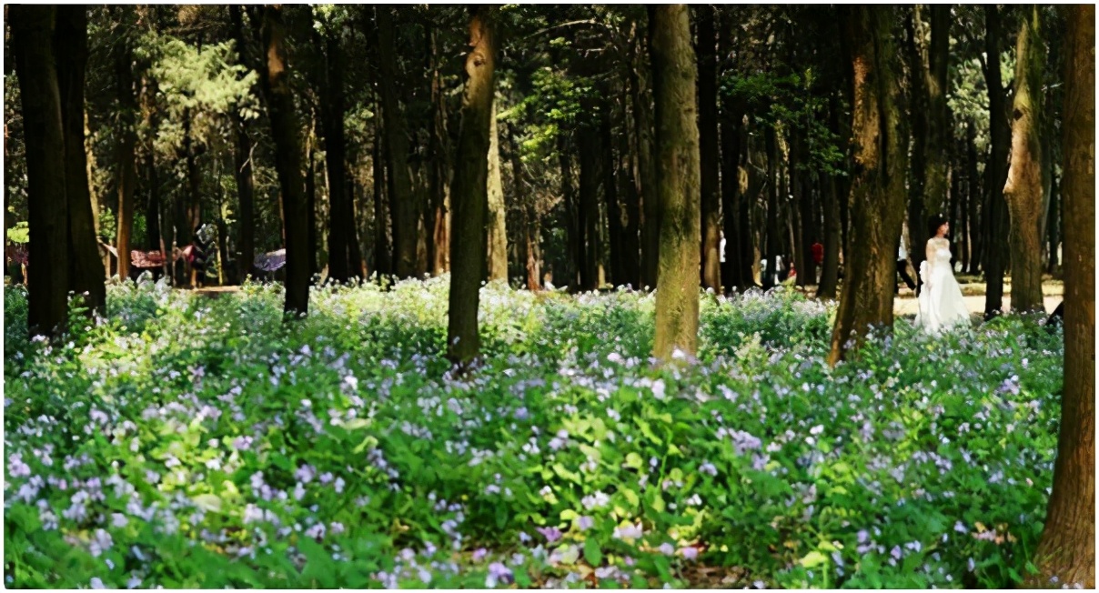 湖北武汉东湖海洋乐园,湖北武汉东湖风景区简介
