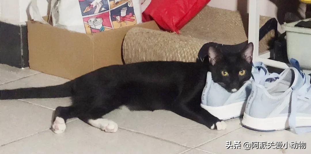 盖雪：信女愿一生荤素搭配，祈望这只拆家啊不，旺家猫找到新家