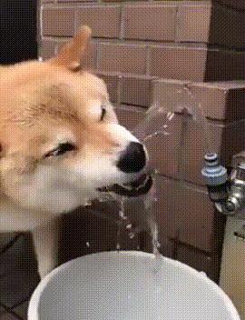 搞笑gif开心一刻原来高手在民间,搞笑gif开心一刻我受了太多的委屈