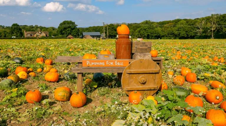 南瓜大作战攻略,南瓜大作战有几个地点