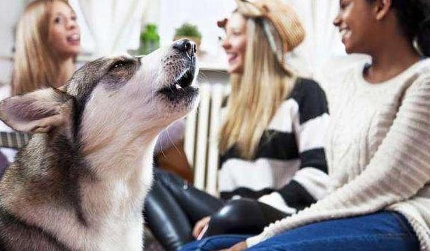 外面狗狗半夜叫个不停有什么预兆,狗狗一直叫不停怎么办