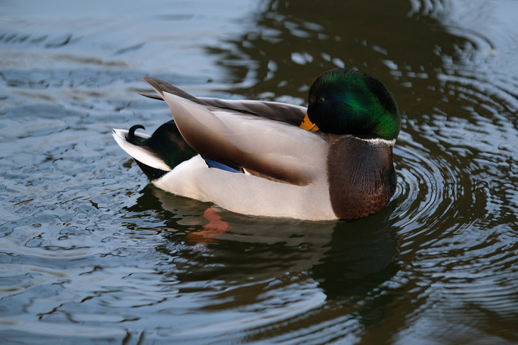 富士xt3配徕卡镜头,富士x-t30二代配什么镜头好