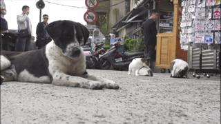 吸猫最高境界图片,吸猫最高境界完整视频