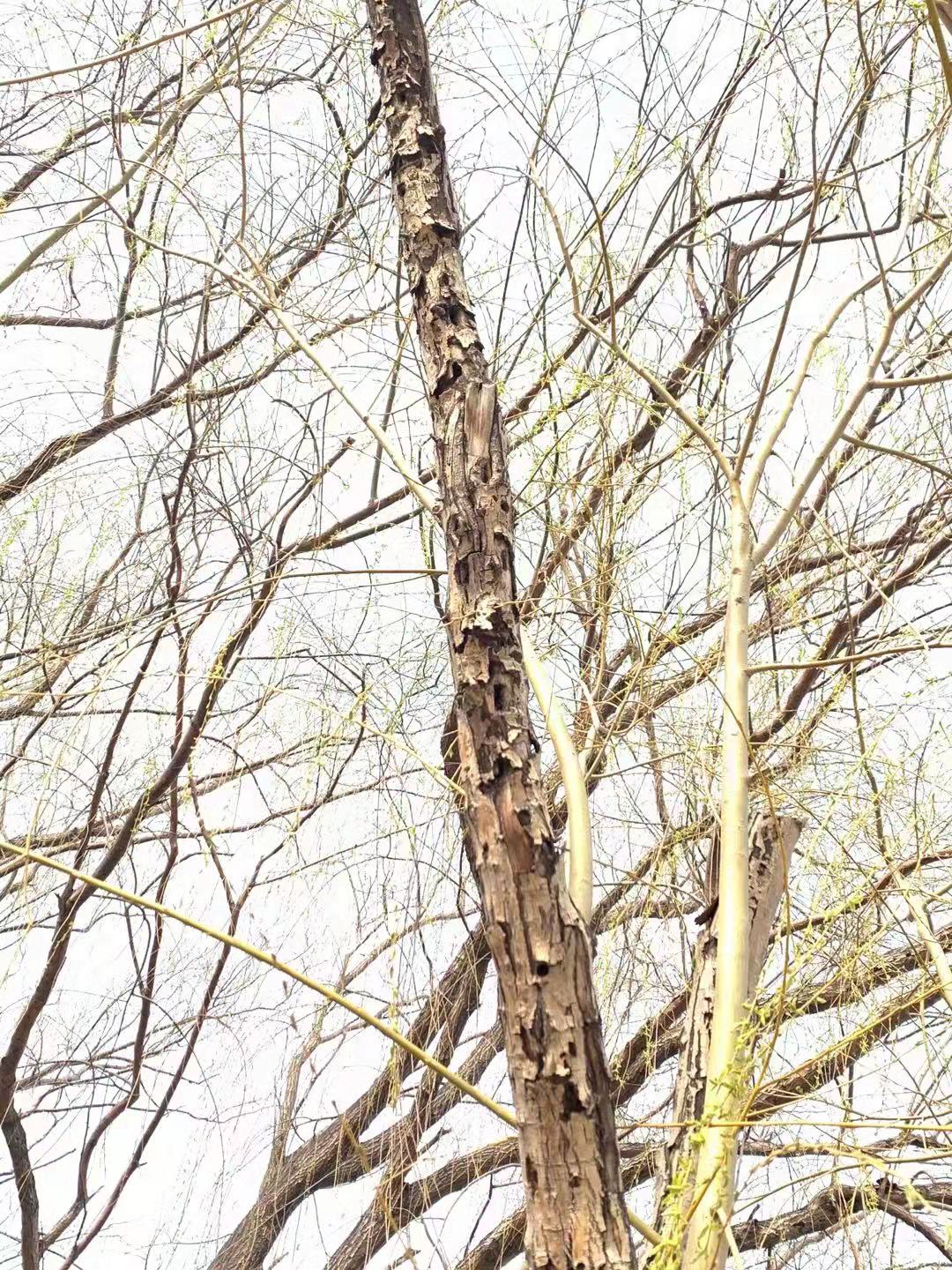 四月份园林植物病虫害防治,五月份园林病虫害防治科普百科