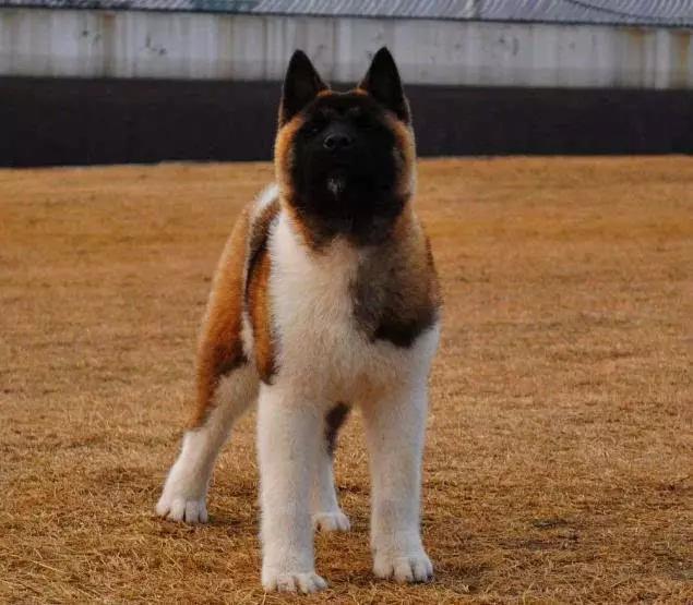 45种狗狗,45种狗类