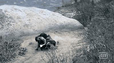 黄渤为什么能获得林志玲的芳心,黄渤票房之王