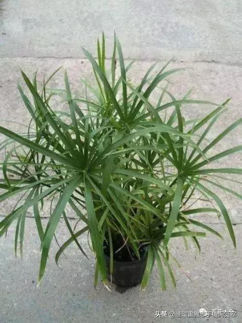 100种常见花卉植物图谱,100种花卉素描图谱