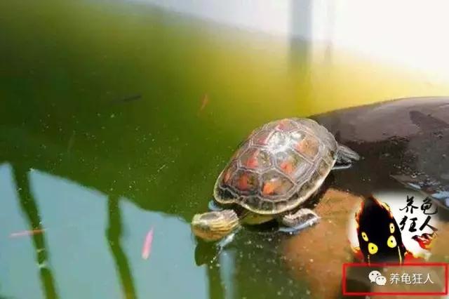 南石龟草龟花龟哪个体型大,草龟花龟珍珠龟哪个更好养
