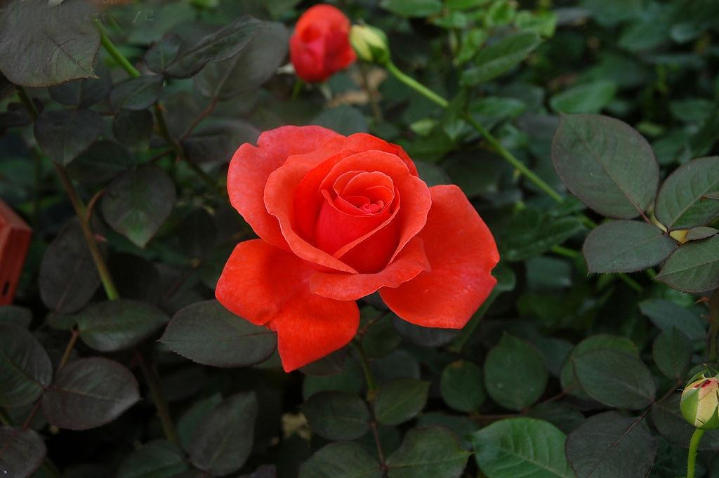 最好看的玫瑰产于哪国,哪国玫瑰最出名