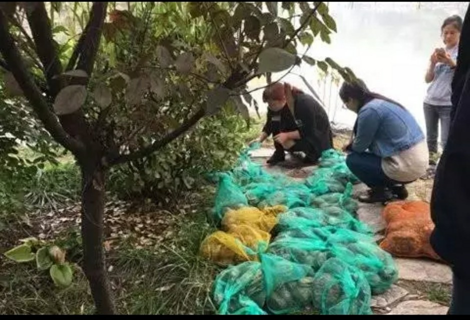 最危险的外来生物巴西龟,外来入侵物种动物名单巴西龟