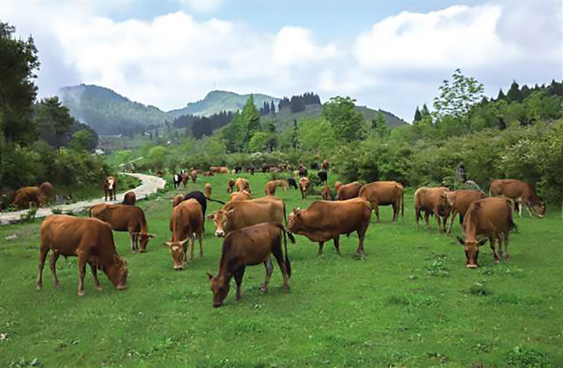 郴州彭美竹养牛大户,彭美竹养牛妙招图片