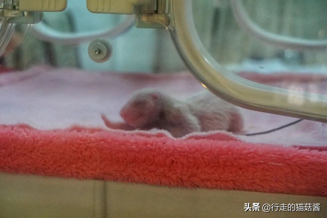 成都，为了吃值得专程来一趟，6处必打卡景点+当地人都爱的美食