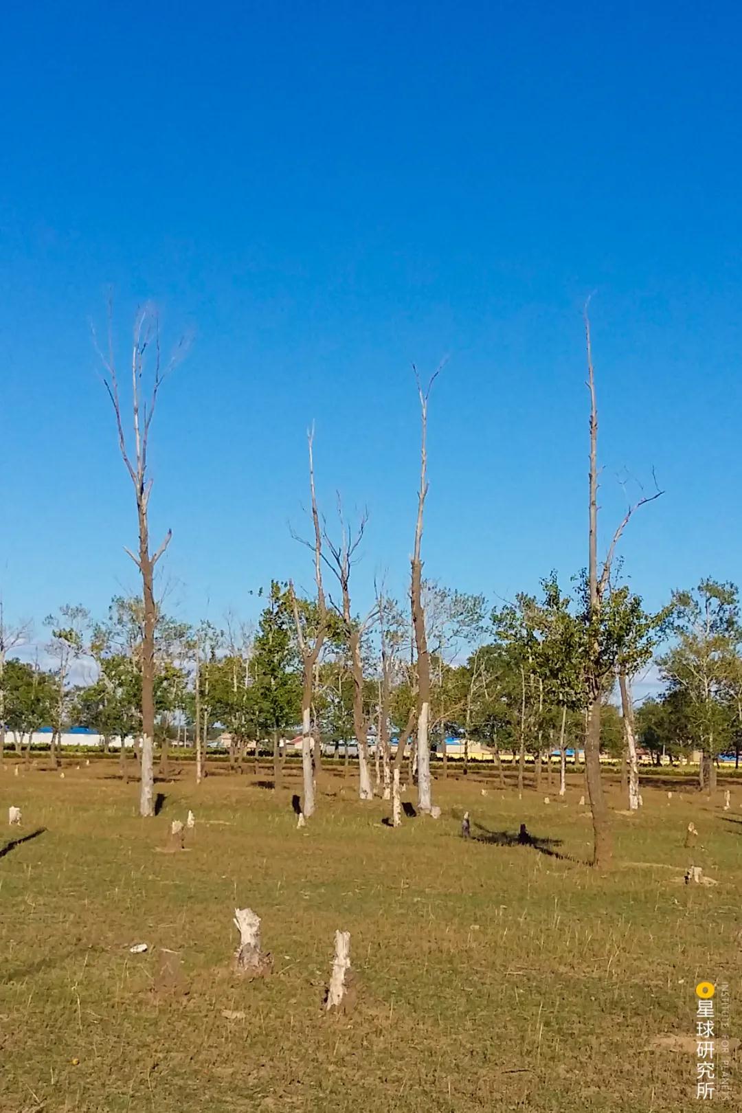 中国植树造林面积,中国植树造林成果国外有什么看法