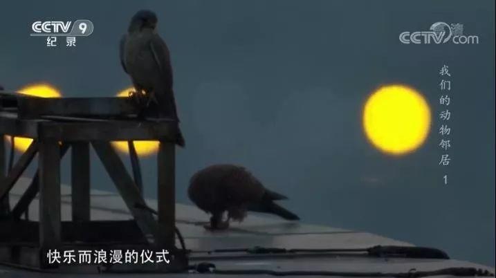 央视拍这种片怎么就没「流量」