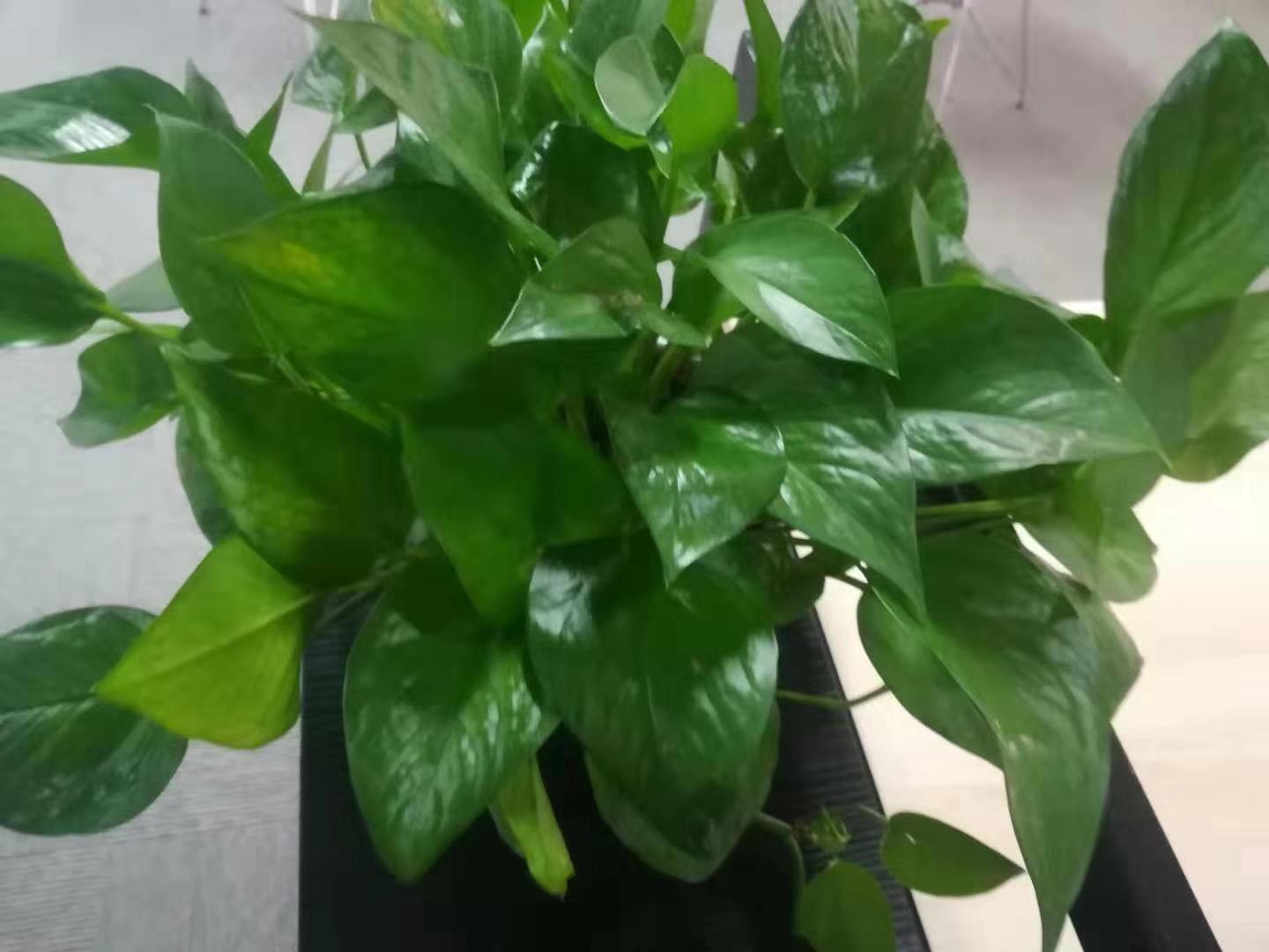 水培的绿萝一片叶子怎么发新芽,水培绿萝里面放一根生锈的钉子