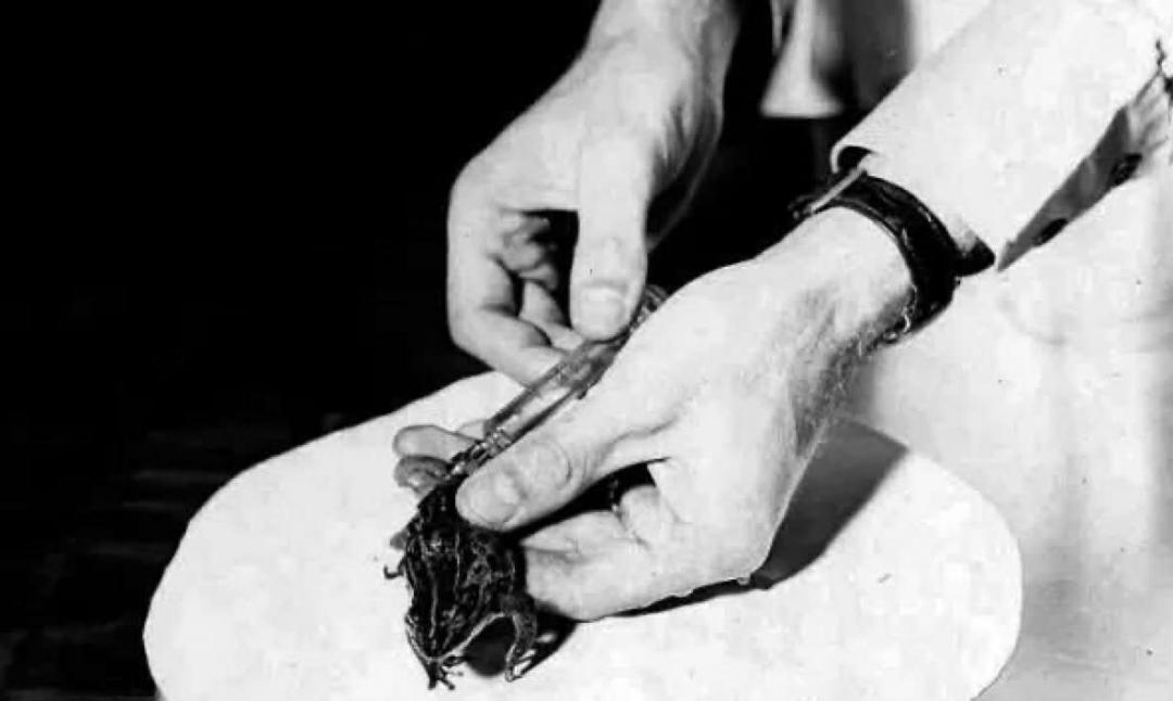 青蛙也能当验孕棒吗？60年前，它被当成人类的“活体验孕棒”