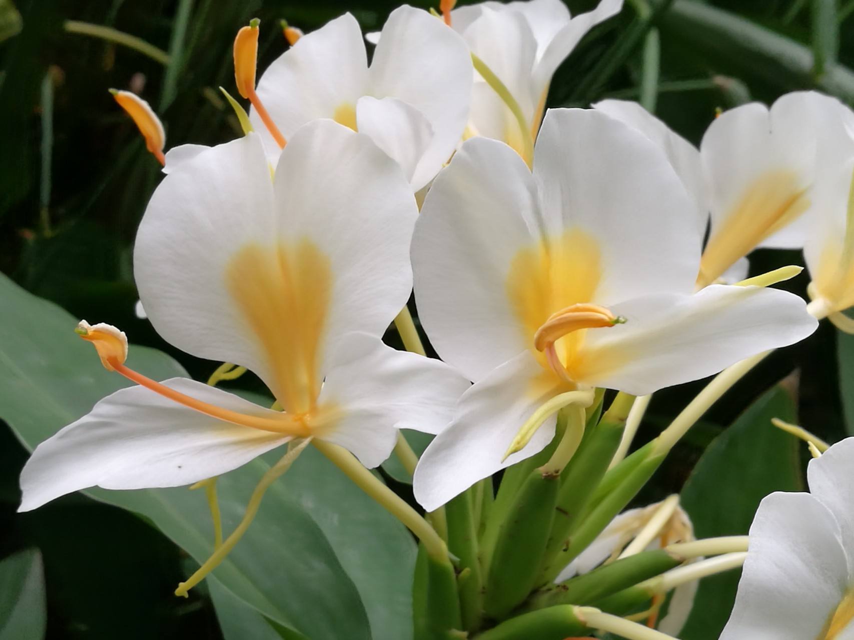 赏析花团锦簇美不胜收,赏析花的句子