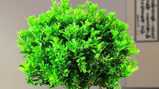 天气热养米兰花要注意事项,天冷怎么养好米兰花