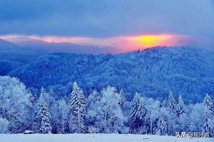 东北氢气球摘松子,东北氦气球采松子