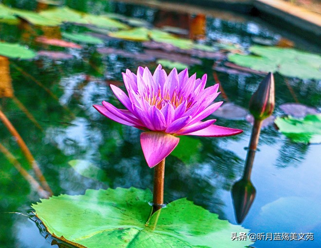 惟愿时光静好余生浅笑安然的图片,惟愿时光静好余生浅笑安然配乐