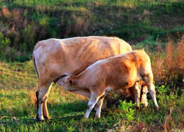 牛吃草料没食欲是怎么回事,牛没有食欲吃得少怎么办
