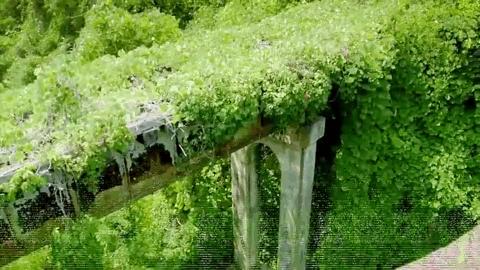 海豚“杰克”在暗礁海域为船只引航41年，爱让我们更懂得善待生命