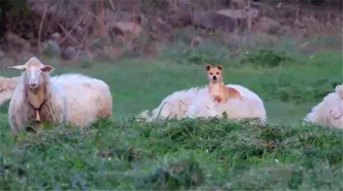 猫咪礼貌推开铲屎官,猫咪热情帮铲屎官牧羊