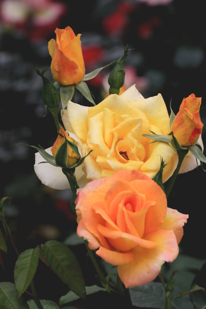 五月花；青山吹奏《蜗牛与黄鹂鸟》,D#调半音阶口琴演奏