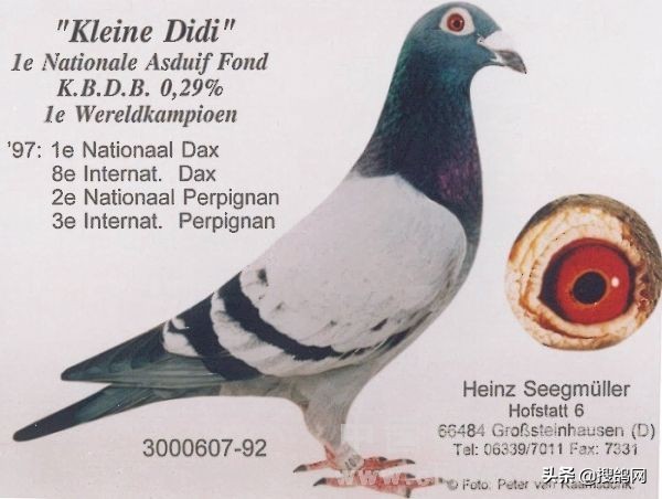 吉尼斯纪录小迪,世界名鸽小迪迪图片