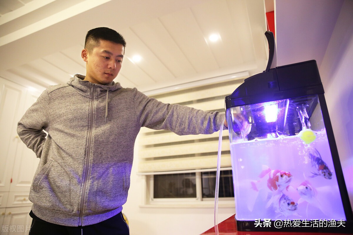 为什么养的金鱼老翻身又不死,为什么金鱼养不死热带鱼养不活