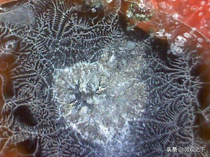 瓷器识别基础知识,瓷器微观鉴定视频教程