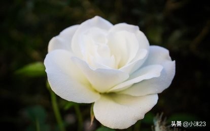 情人节玫瑰花花语大全,红玫瑰的花语情人节