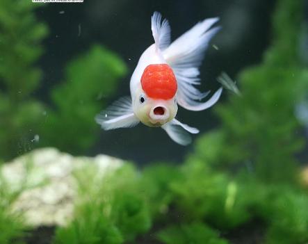 2023年养什么观赏鱼有前景,观赏鱼的市场前景