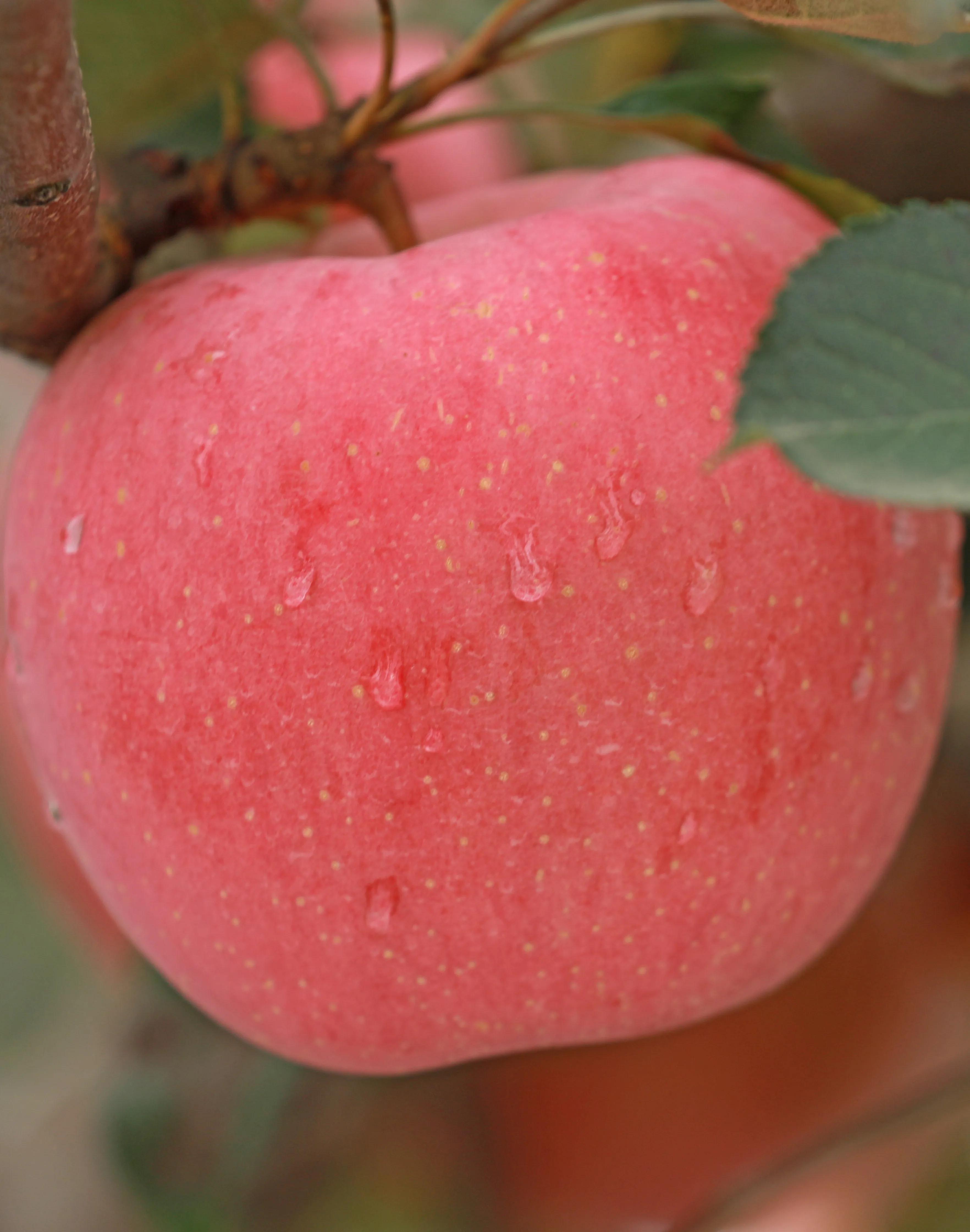 红富士苹果哪里产的好吃,红富士苹果直播