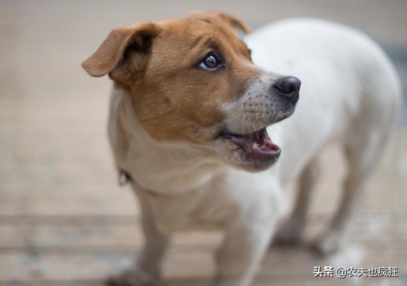 “狗无八年，鸡无六载”有道理吗？10年的鸡头真不能吃？答案来了