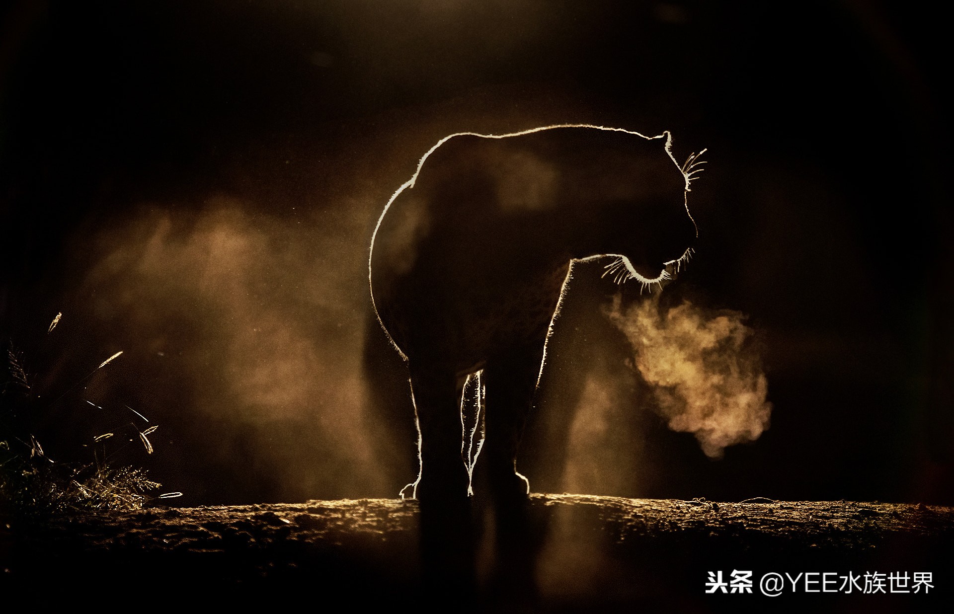 养鱼的心酸和感受,养鱼其实也是一个自我磨练的过程