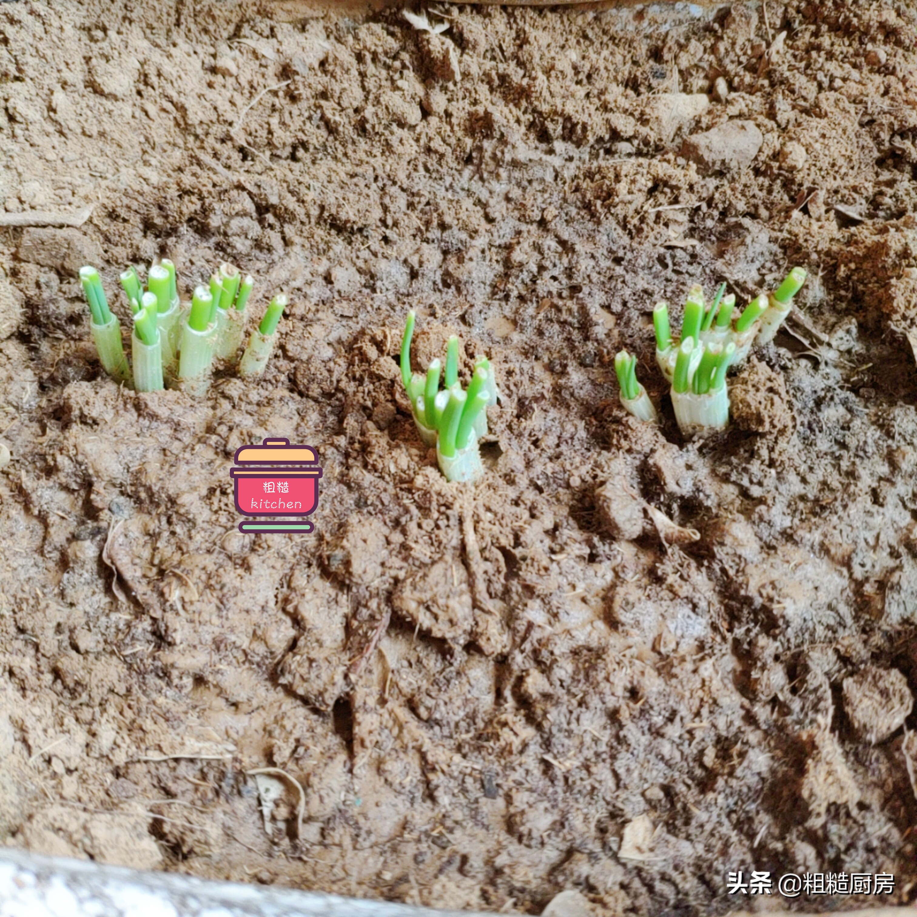 家里怎么一年四季种植小葱,一年四季在家都能吃上小葱自己种