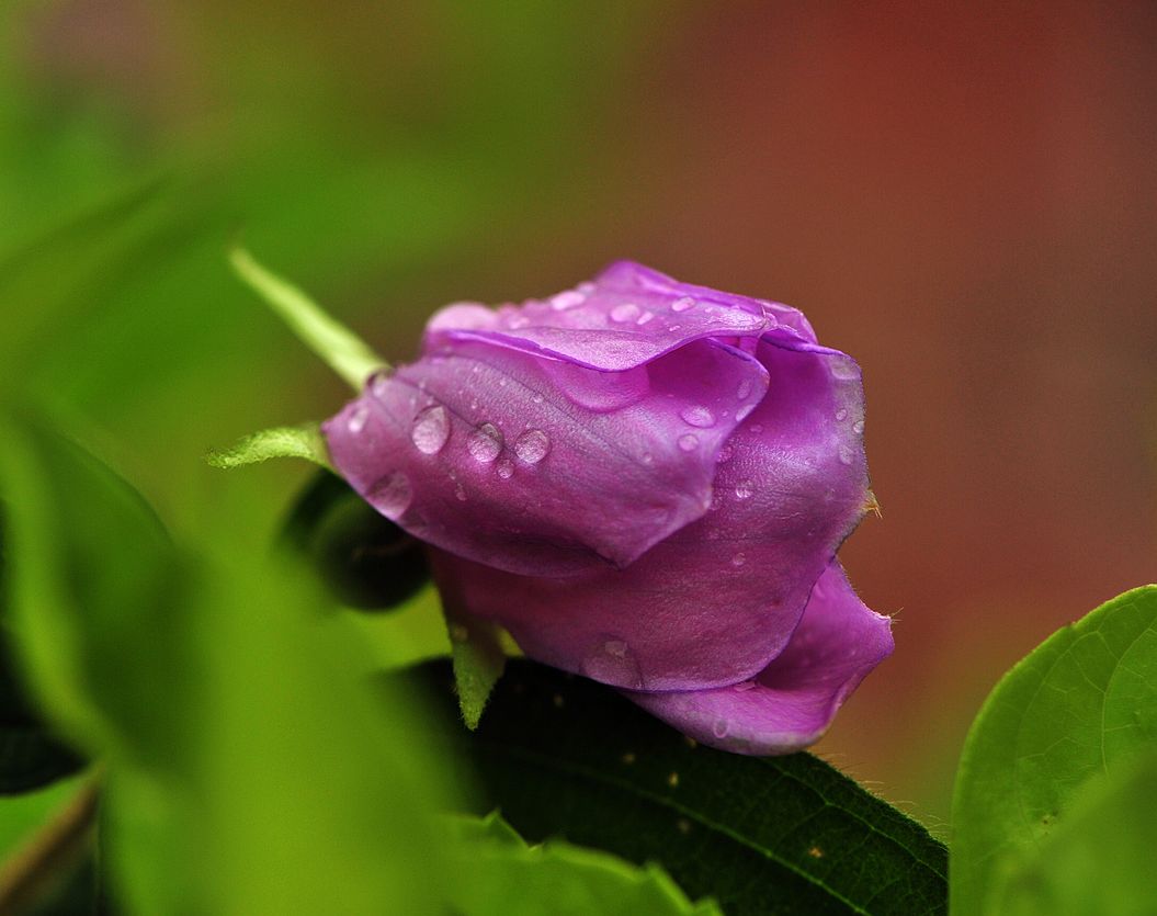 鲁迅先生的朝花夕拾我读过很多遍,好书推荐朝花夕拾鲁迅精选集
