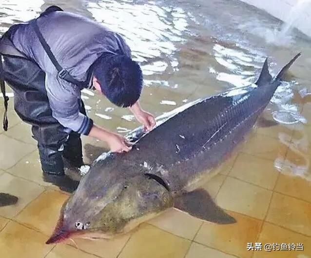 黑龙江的达氏鳇鱼,达氏鳇鱼为什么那么便宜