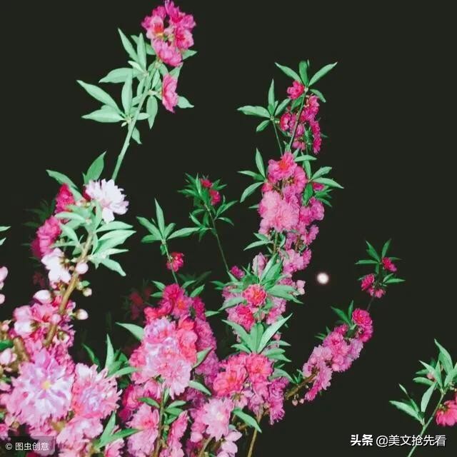 一花一世界一叶一菩提歌词,一花一世界一叶一菩提视频